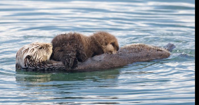 Une loutre et une arloutre font vie commune.