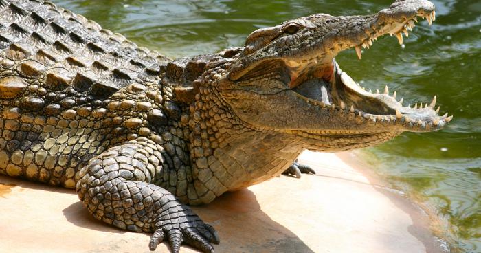 Un crocodile activement recherché aux alentours de Pierrelatte