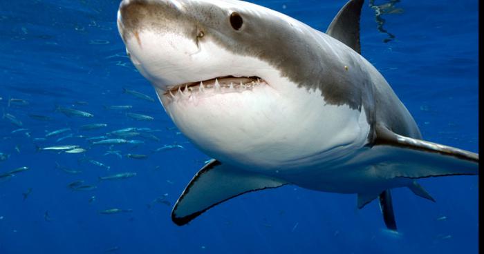 Le requin blanc aperçu a carqueiranne