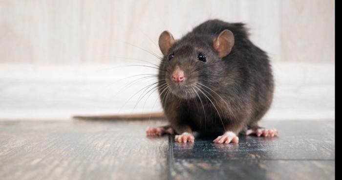 Des rats porteurs de la peste à l'école de Châteauneuf-de-Galaure.