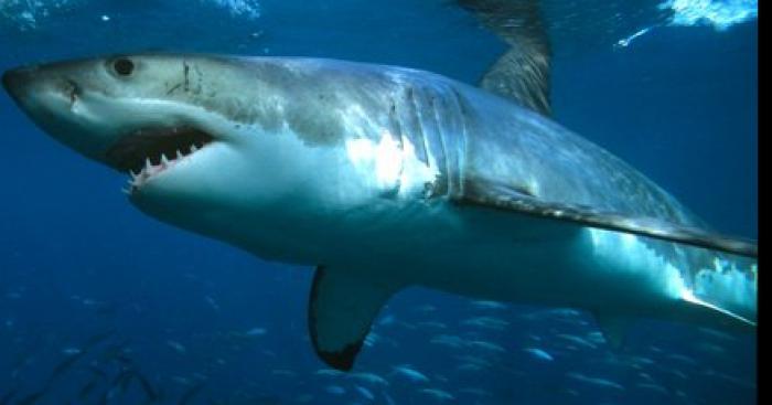 La Côte d'Azur et son Requin Blanc