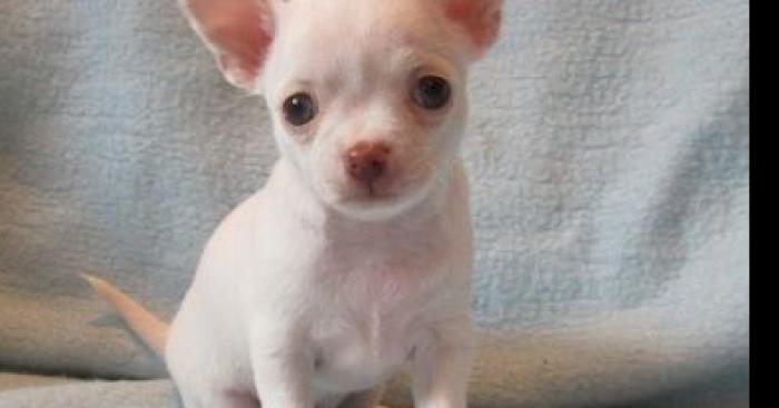 Un bébé chihuahua à les 2 sexe