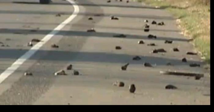 Les oiseaux tombent du ciel!