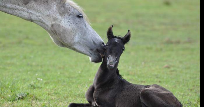 L'élevage de La Boissière fait produit en fait des steaks de cheval