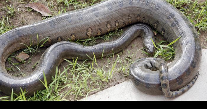 Les 2 alligators du lac de la forêt d'orient retrouvés morts !!