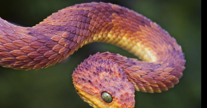 Des serpents apperçu dans le valenciennois