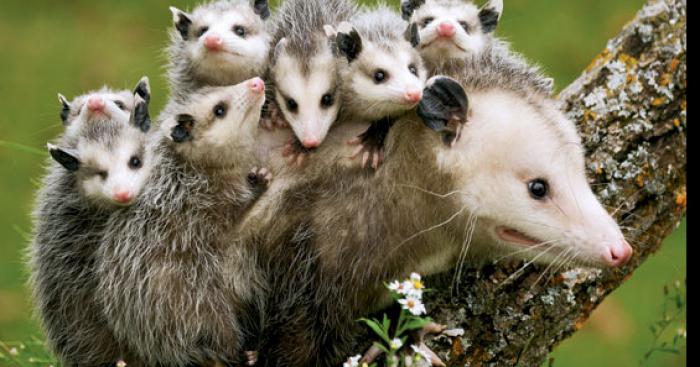 DERNIÈRE HEURE: Andy serait un OPPOSUM!