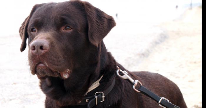 Un Labrador sème la terreur à Scy Chazelles