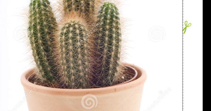 Un cactus du nom de Jaqueline est porté disparu.