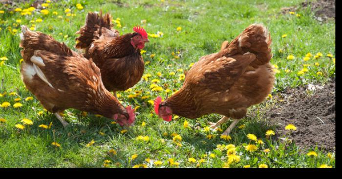 Fait divers dans l'Essonne : il égorge cinq poules après avoir appris la mort de Johny Hallyday