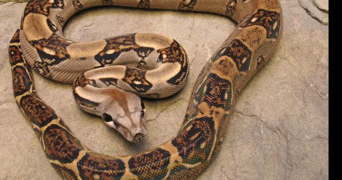 Invasion de boa en Lorraine