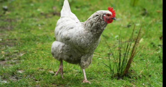 Une poule constipée pondrait des oeufs dûr