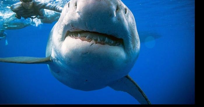 Un requin blanc attaque un baigneur à Saint-Raphaël dans le Var