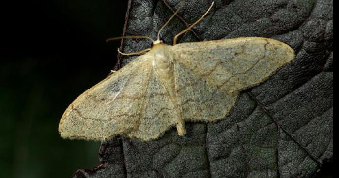 En tentant de tuer un papillon de nuit, un homme est mort