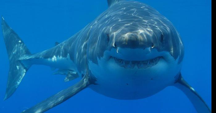 Attaque d'un grand requin blanc sur la baie de Cannes.