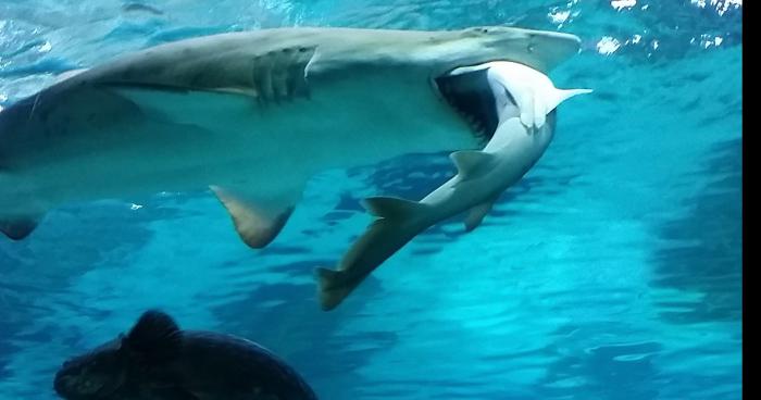 Louis ce cadavre s'est fait mangé par un requin