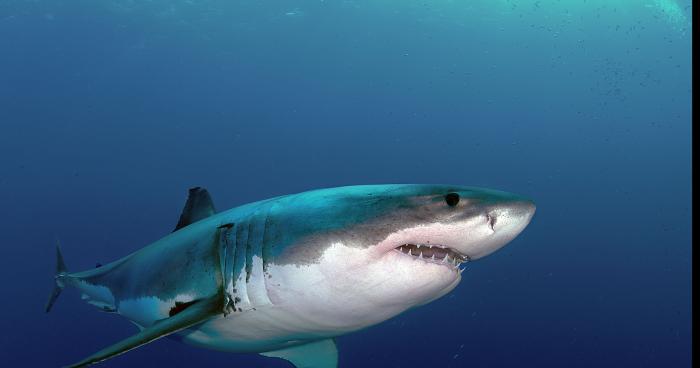 2 Hommes sont morts par un Grand requin Blanc!