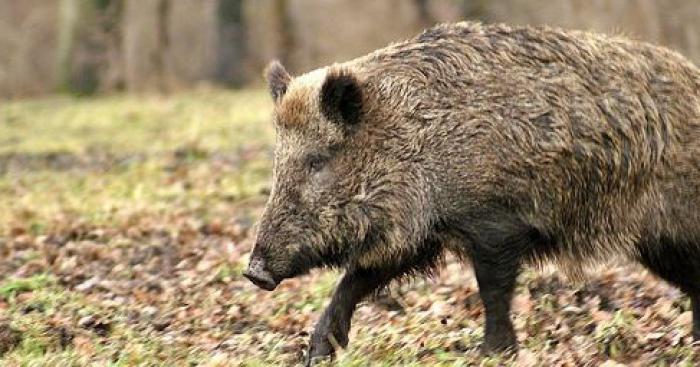 MONTPON (24) - Un sanglier furieux dans la ville