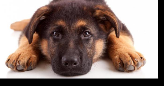 Ce chien à battu le record