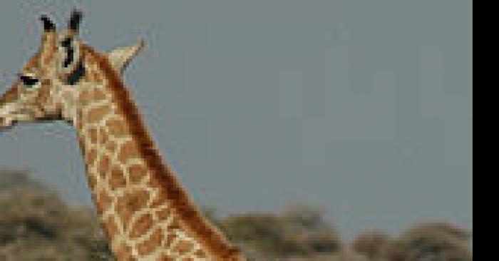 Girafe c'est un coup monter