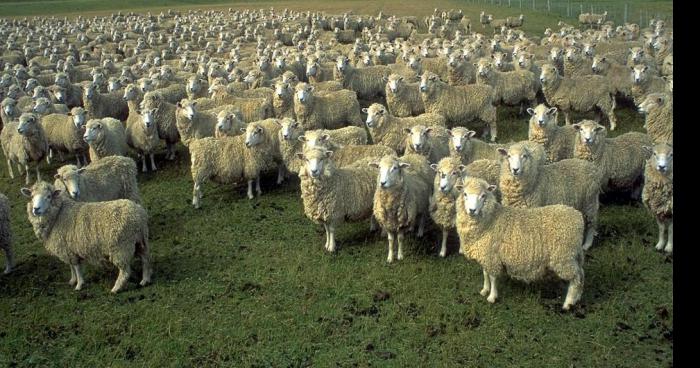 Les autorités religieuses refusent les moutons français : 500 000 moutons importés d'Algérie.