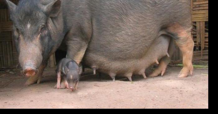 Naissance au zoo de beauval