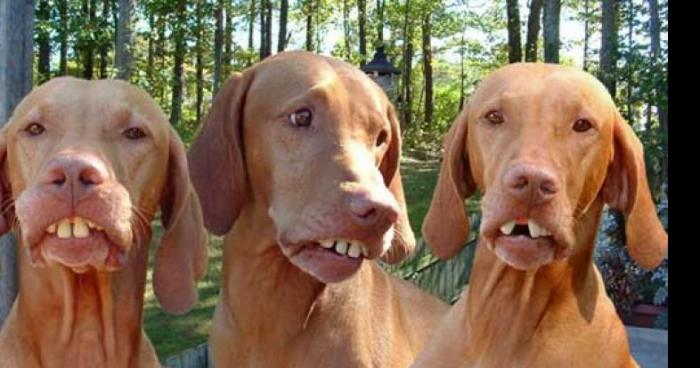 Un chien avec de longues dents