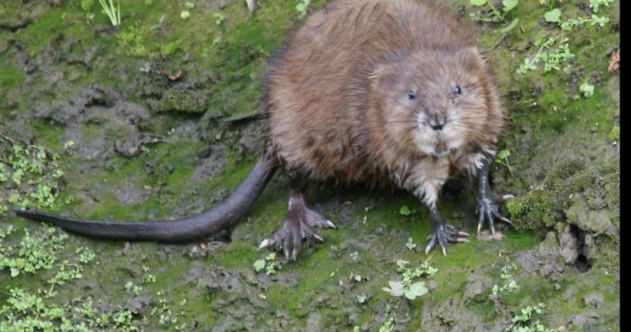 INVASION DE RATS MUSQUES A GUILERS PRES DE BREST