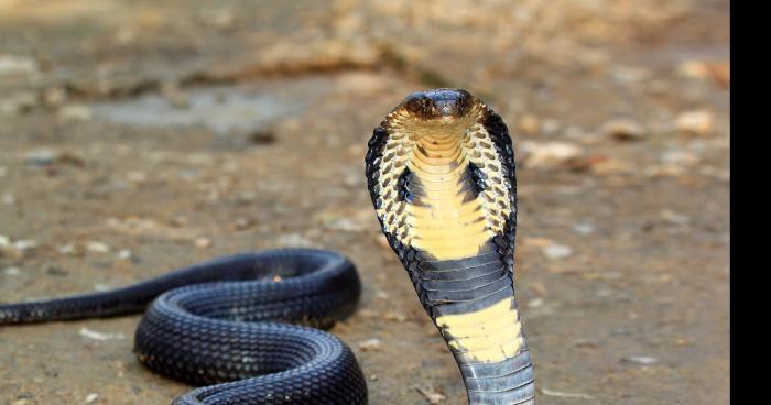 Un camion transportant des centaines de serpents s'est renversé près de Paris