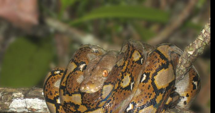 Invasion de serpents dans les bois de Wallonie