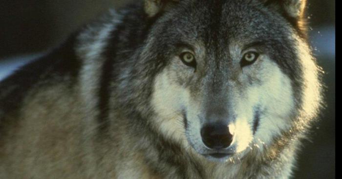 Un loups vue a pendé dans la somme