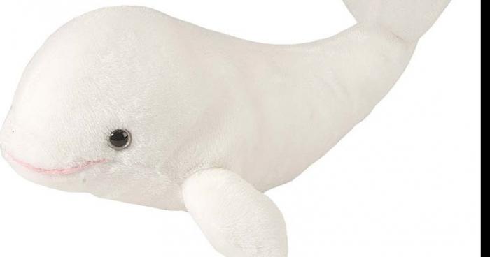 Insolite : il apprivoise un requin à l’aide d’une peluche de baleine blanche.