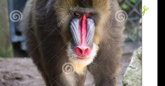 Un singe c'est échapper du zoo d'amneville