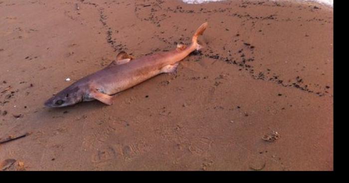 Requin dans la manche