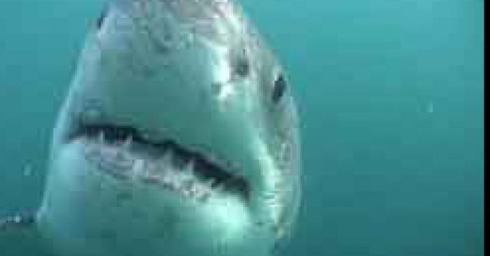 Requin blanc