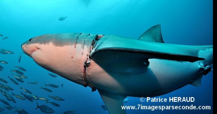 Un requin mordu par un baigneur à La Réunion