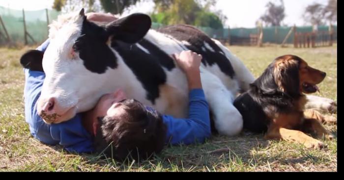 Un agriculteur militant FN décide d'appeler sa grosse vache Marine en hommage à la présidente de son parti