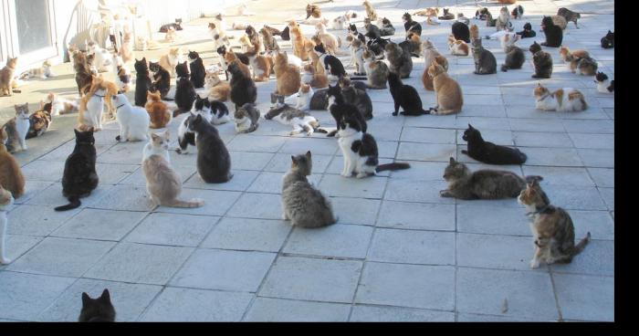 Les chats envahissent  la ville !