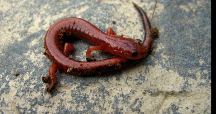 Une salamandre rouge retrouve dans Meaux ...