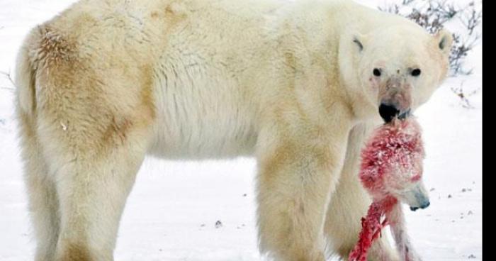 ALERTE!!!!  12 ours et 7 Lions s'échappe du Zoo de Saint-Zénon