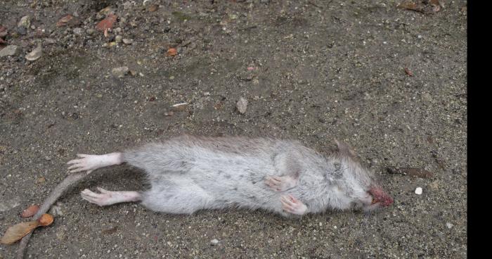 Rat crevé sur Asnières sur Seine