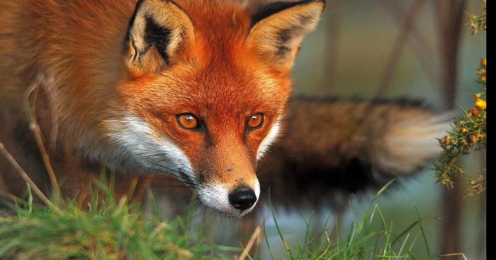 TROIS RENARDS TUÉS AU JARDIN BOTANIQUE