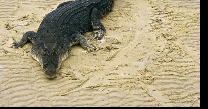 Invasion de crocodiles dans les rivières du var