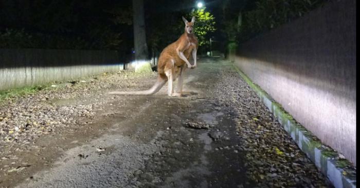 Un kangourou dans les rue de thury harcourt