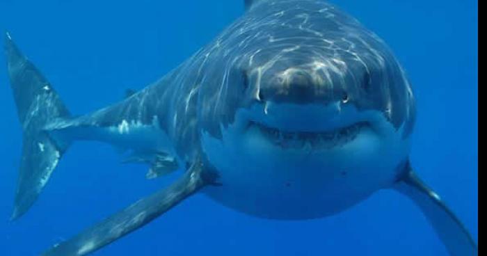 LE VIDOURLE ,la véritable histoire du requin de 56 m! MR TRANIER EN GARDE A VUE.