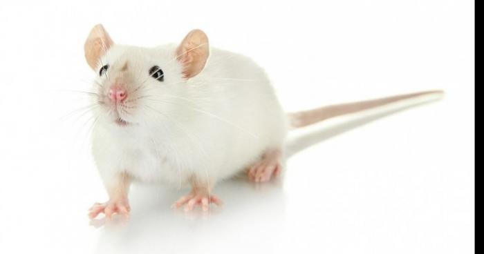 Plus de souris en laboratoire