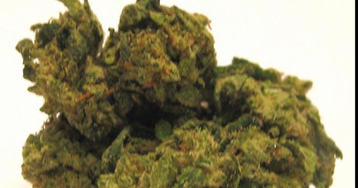 Le coconoteKush médical arrive bientot dans les tabagie