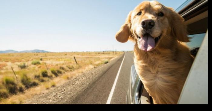 Il sauve un chien de la voiture de sa maitresse