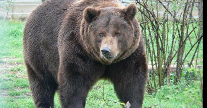 Un ours à Esnandes