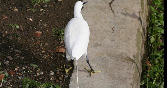 Ecologie: De l’électricité fait à partir de fiente de mouette!